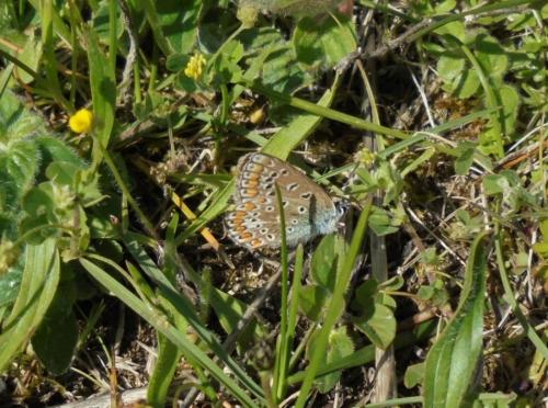 Polyommatus icarus